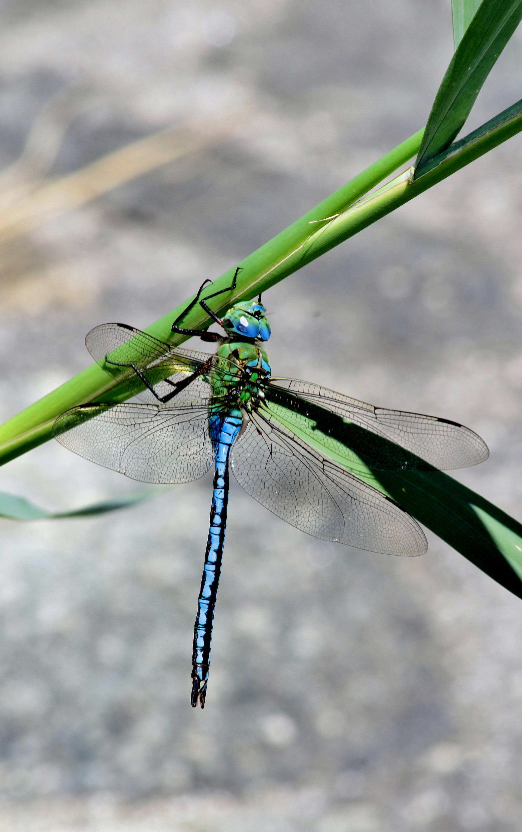 Anax imperator